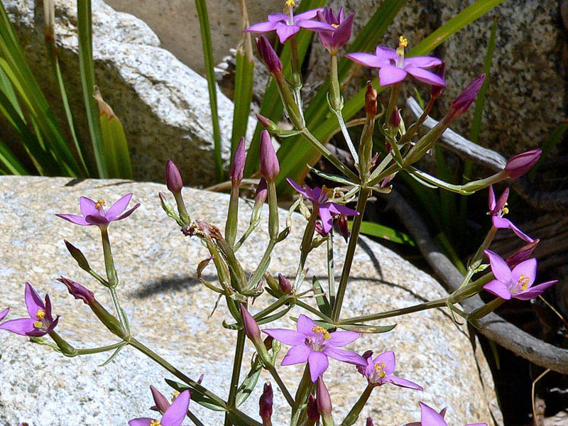 Centaurium erythraea subsp. erythraea